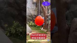 【大熊貓🐼之旅】Matt奶爸捉回想偷走嘅細佬（得得） #animals #redpanda夕消 #動物 #黑熊 #cute #zoo #automobile #animals