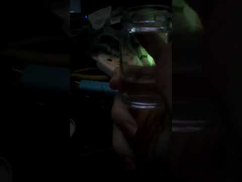 burning Everclear for science