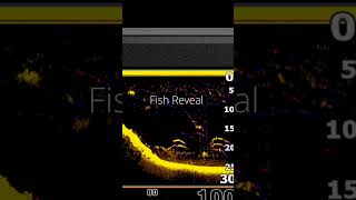 Live View Sonar for Under $1K