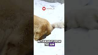 The Shocking Reason Polar Bears Have BLACK Skin! 🐻‍❄️❄️ #shorts #animalfacts #animalkingdom #animals