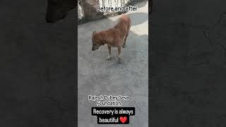 #littile #effort can #save #life #seva #care #love #dog #dogslovers