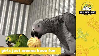 Female African Grey and Female Blue Fronted Amazon | Adelaide Bird Co