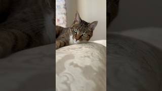 #ねこ動画 #ねこのいる暮らし #ねこ部