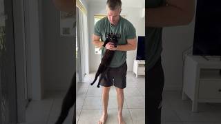 Tried the dangle temperament test on my cats! No surprises with Winnie credit: doctor_tori_ #cats