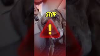Funny Facts #funny #facts #dog #doglover #dogshorts #dogowner #petowner #doglaughs