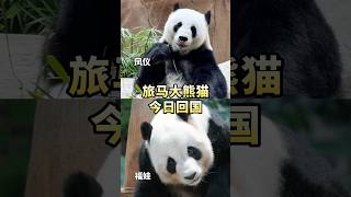 旅马大熊猫凤仪和福娃今日启程回国，接下来将在熊猫中心进行一个月的闭关隔离。这对神奇侠侣在马来西亚10年，过着非常幸福的熊生！