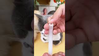 #CatGrooming  #PetCare  #FunnyCat  #CatNailCut  #PetLove  #CatSpaDay  #Pyaribilli  #BilliKaStyle