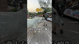 印度誰最有路權？行人？汽車？No!是牛！ #印度 #travel #印度自由行