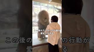 聞こえてるのかな？ #ライオン  #動物園  #癒し