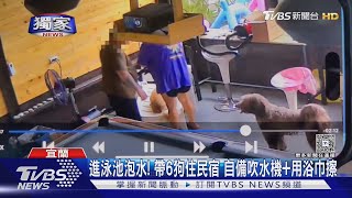 #獨家 進泳池泡水! 帶6狗住民宿 自備吹水機+用浴巾擦｜TVBS新聞 @TVBSNEWS01