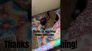 Our disabled baby goat has a great place to rest! #babyanimals #goatpower #cute #farmlife
