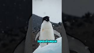 Jangan sentuh penguin di antartika⚠️🐧#youtubeshorts