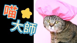 貓咪在你生活中的七種重要角色 —— by 喵喵