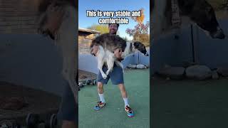 How to pick up a big dog #howto #doglife #borzoi #hosegoat #dogs #dogtips #bigdog #tips
