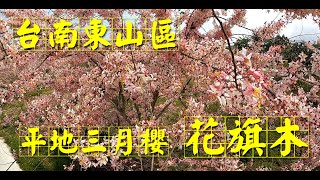 【花絮】台南東山區 平地三月櫻 花旗木 Pink Shower Tree, Pink Cassia, Wishing Tree, Dongshan Dist., Tainan City, Taiwan
