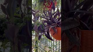 This Plant Is Tough & Stunning" #easyplants #houseplants #lowmaintenanceplants #purpleheart