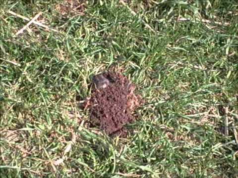 Gopher Aboveground