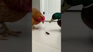 Chicken vs. Duck The Great Cockroach War!