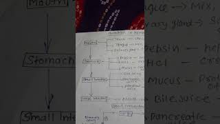 nutrition in human being mind map of class 10 life process #mindmaps