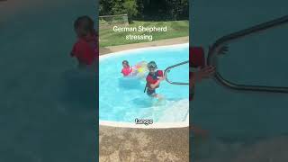 @sir..keith Summer summerfun pool #dog #doglover