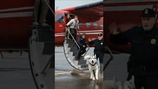 Animal warning to humans #dogs #rescue #animals
