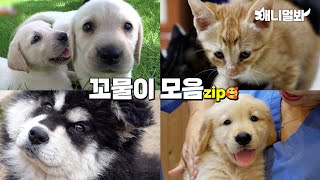 🐶🐱 이것 뭐에요~??? 심장 어택💘하는 꼬물이들 모음집이요💞💞💞ㅣ🐶🐱What Are These~??? Heartache Munchkins Compilation💞