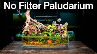 How To Make a No-Filter Paludarium Ecosystem!
