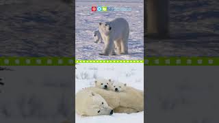 Polar Bears #shorts #ngscience