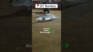 IIT Bombay | Crocodile in IIT Bombay Campus😂 | JEE mains 2025 | Insta @pacificsingh.iitb