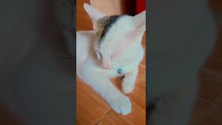 #cat #cute #kitten #pets #catsofyoutube #catpeople #viralcats #catfails #chonkycat #shortvideo