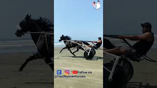 🏇🐴 #horse #sansansehorhorse #horsecare #horselove #animal #shorts