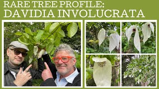 Rare tree profile: Davidia involucrata or the dove-tree or handkerchief tree