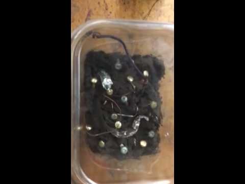Grade five mud project