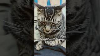 あったかい～😍猫🐱