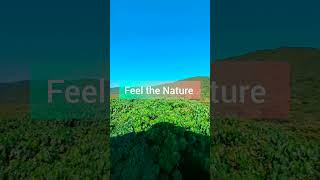【Iriomote's life】Take it easy at the Iriomote forest
