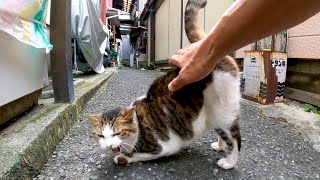 路地裏で腰トントンにめちゃめちゃ弱い猫に出会った