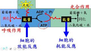 生物科分科測驗複習 高一生物全重要概念(北一女中蔡任圃)2022 06 27