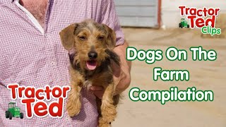 Let's Look At Dogs & Puppies On The Farm 🐶 Tractor Ted Clip Compilation