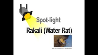 Deep dive into the elusive Rakali (aka Australian Otter or Water Rat)