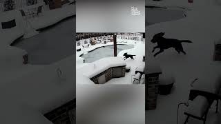 Woman Jumps Into Frozen Pool to Rescue Drowning Dog #Dogs #DogRescue #Winter
