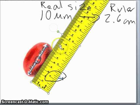 Scale bar for calculation