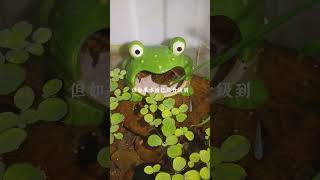 无过滤生态缸水质出现问题主要是这三个原因导致🙋看完这期视频轻松拿捏生态养鱼养龟✅##开缸 #生态缸 #龟缸 #龟缸水质 #龟龟🐢