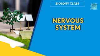 NERVOUS SYSTEM | BIOLOGY