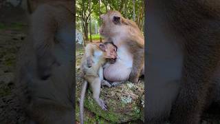 Adorable Monkey Mom Daisy & Baby Demi