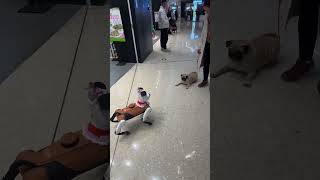 Doggo's Hilarious Reaction to a Robot 🤖🐶 #DogReaction #FunnyDogs #DoggoVibes