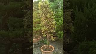 名花園藝Planting樹木花園日常