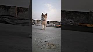 #shortvideo #youtubeshorts #husky #topquality #topvideos