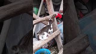 Putol ang Buntot | garschannel Official #cat #kitten #pets #animals #love #shorts