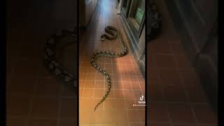 Reticulated Python shows how she’s more than a woman #reticulatedpython #retic #python