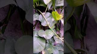#panditpradeepmishraji #ptpradeepmishraji #pradeepmishrashivmahapuran #plants